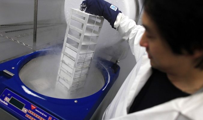 Китай создаёт «Дивный новый Мир» из генетически модифицированных эмбрионов Сотрудник лаборатории достаёт замороженные стволовые клетки, 27 августа 2010 года, город Фармингтон, США. Фото: Spencer Platt/Getty Images | Epoch Times Россия