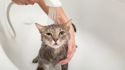 После пожара в доме искупайте питомца и посетите ветеринара