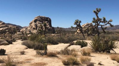 Откройте для себя природу Национального парка Джошуа-Три