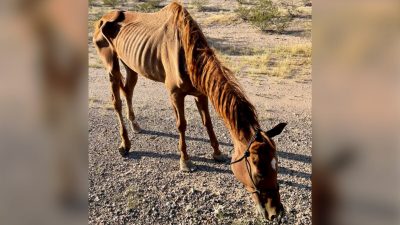 «Ходячий скелет»: лошадь, брошенную в пустыне, успели спасти