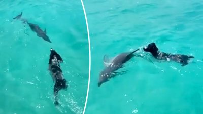 Дельфин знакомит своего детёныша с собакой, которая является его другом уже 7 лет