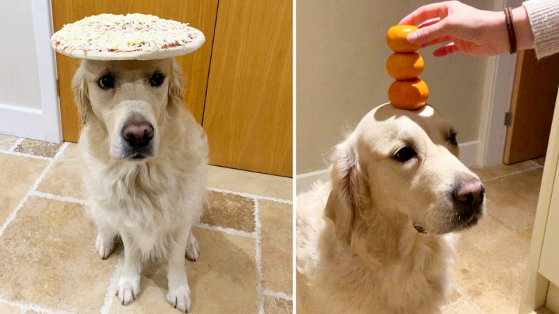 (Любезно предоставлено Caters News)
