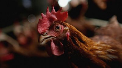 Куры породы Лохман Традишнл на ферме Оаквуд в Селкирке, Шотландия, 21 февраля 2006 года. (Jeff J Mitchell/Getty Images)