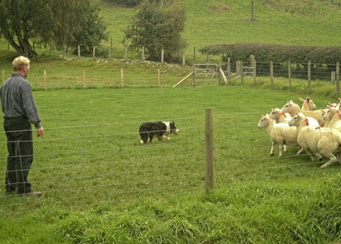 Северный Уэльс: туманный, но всегда восхитительный Северный Уэльс: туманный, но всегда восхитительный