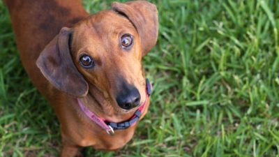 Ваша собака не должна есть еду с вашего стола