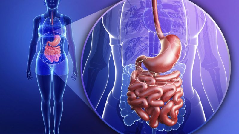 Голодание приводит к выработке «возрастных метаболитов, которые есть у молодых людей, но снижены у пожилых». (sankalpmaya / iStock) | Epoch Times Россия