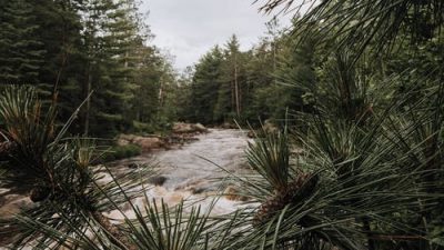 Хвойный лес. Фото: pexels.com/ru-ru/@lastly