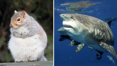 10 упитанных животных, которых не смущает лишний вес