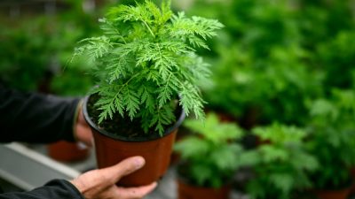 Может ли эта трава подавить вирусную активность?