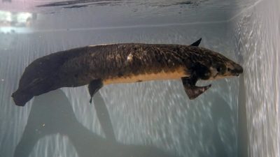 Мафусаил, австралийская лёгочная рыба, которая была привезена в Калифорнийскую академию наук в 1938 году из Австралии, плавает в своем аквариуме в Сан-Франциско, 24 января 2022 года. (Джефф Чиу/AP Photo)