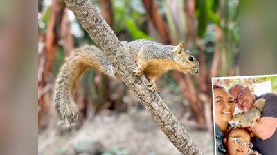 Дикий бельчонок нашёл приют в доме, и теперь постоянно навещает его
