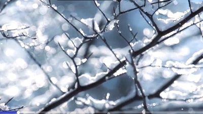 Научное наблюдение: мысли человека влияют на растения