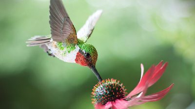 Птички из бумаги поражают своей реалистичностью