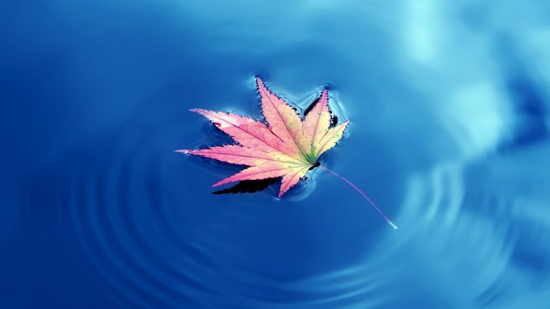 Один из способов справиться с мрачными мыслями — представить их в виде листьев, брошенных в поток, который уносит их прочь. (Shutterstock*) | Epoch Times Россия