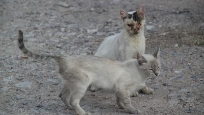 Вопрос о бездомных животных в России ставят ребром