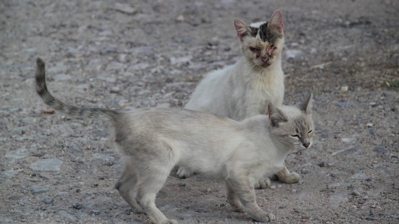 Бездомные животные. Фото: pixabay.com/photos/cat-street-map-sick-stray-cat-655411/ | Epoch Times Россия