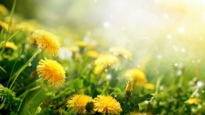 Польза от сорняка: Одуванчики против COVID-19 и других заболеваний