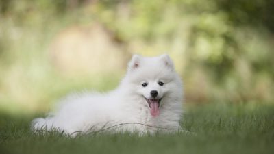 У растений и животных тоже есть чувства!