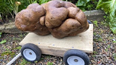 8-килограмовый картофель-мутант может стать самым большим в мире
