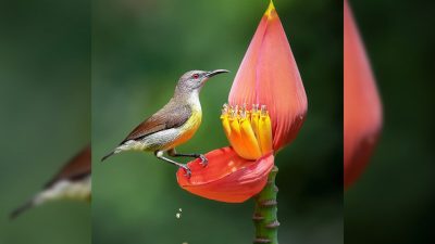 Потрясающие снимки самца нектарницы стали новым трендом фотографов
