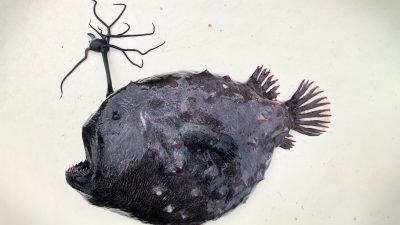 На пляже США нашли инопланетную рыбу с футбольный мяч