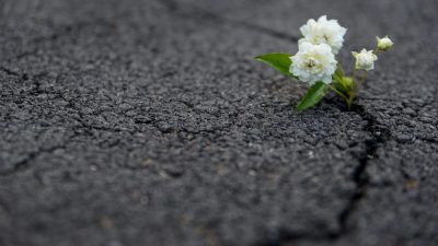 Основы жизнестойкости