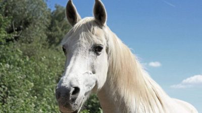 Лошадь, которая гуляет сама по себе