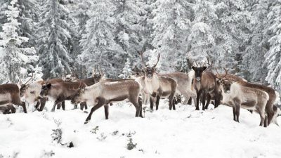 Почему рога северного оленя покрыты светоотражающей краской?