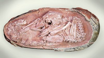 Самый красивый окаменевший эмбрион