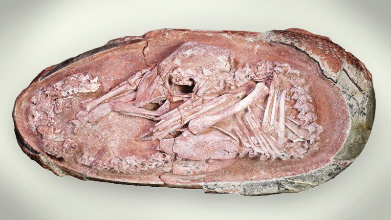 В окаменелом яйце в Китае прекрасно сохранился эмбрион динозавра. (SWNS)
 | Epoch Times Россия