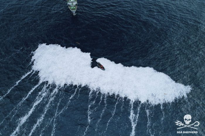 Франция расследует выброс мёртвой рыбы в Атлантике