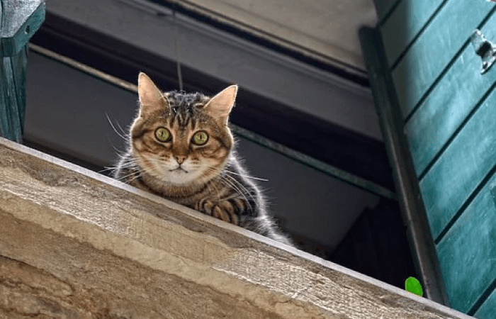 Кот вышел на прогулку. Фото: pixabay.com/photos/cat-window-sill-window-mackerel-1578865/ | Epoch Times Россия