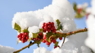 Классика дня: Симфония К.Ф.Э.Баха