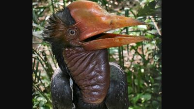 Шлемоносным птицам-носорогам грозит исчезновение