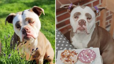 Самый грустный пёс на свете с шикарными бровями восхитил соцсети