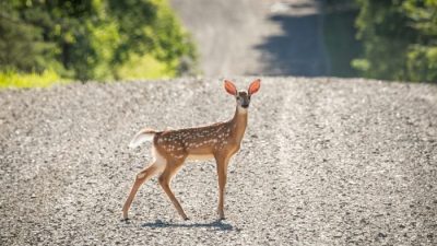 В штате Нью-Йорк обнаружили «Омикрон» у оленей