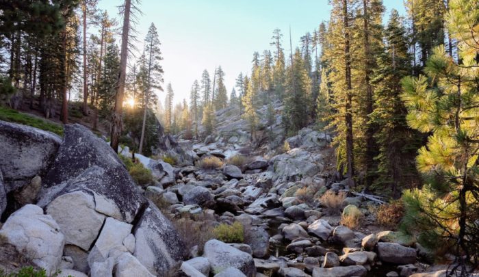 Благодарная обезьяна