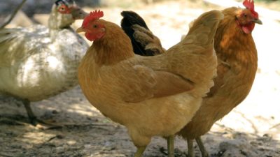 В штате Нью-Йорк обнаружен высокопатогенный птичий грипп