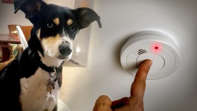 Собака спасла  семью от отравления угарным газом посреди ночи