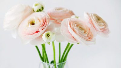 Классика дня: Знаменитый «Менуэт Боккерини»