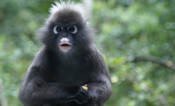 Благодарная обезьяна