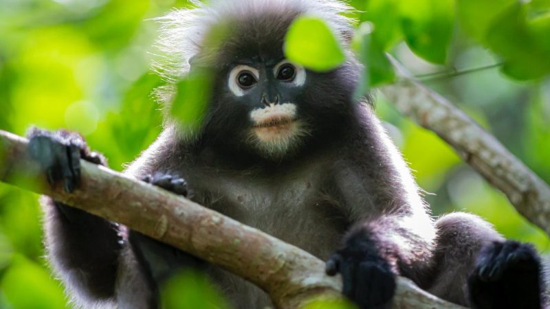 Маленький лангур спасает деревню после того, как сельский житель спас обезьяну. (Image via pexels / CC0 1.0)  | Epoch Times Россия