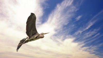 Стоянка для цапли