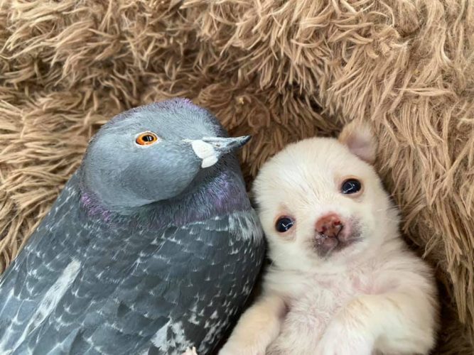 Травмированный голубь подружился с щенками-инвалидами в приюте Травмированный голубь подружился с щенками-инвалидами в приюте