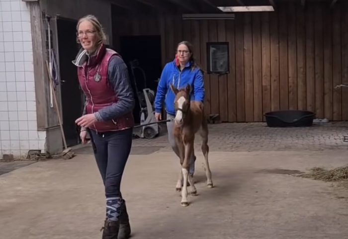 Беременная кобыла, убитая горем после мертворождения, объединилась с жеребёнком-сиротой — её реакция бесценна