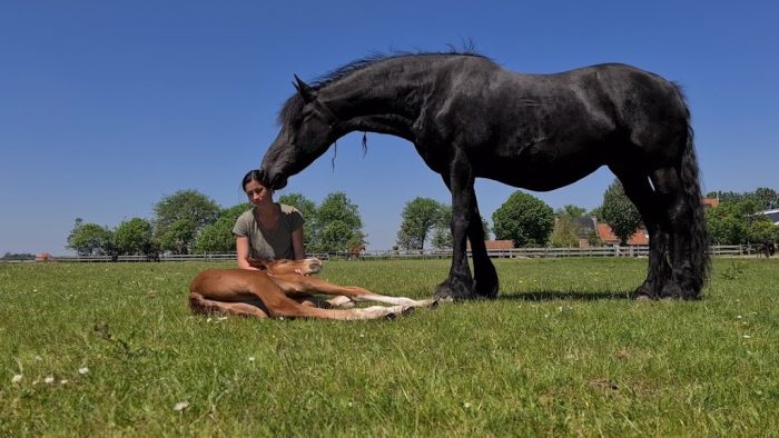 Беременная кобыла, убитая горем после мертворождения, объединилась с жеребёнком-сиротой — её реакция бесценна