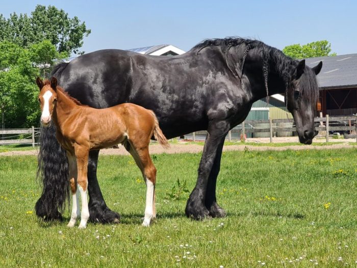 Беременная кобыла, убитая горем после мертворождения, объединилась с жеребёнком-сиротой — её реакция бесценна