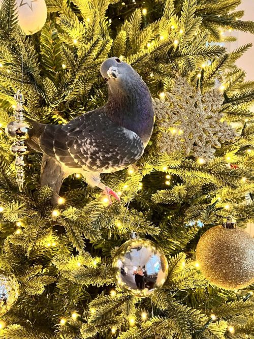 Травмированный голубь подружился с щенками-инвалидами в приюте Травмированный голубь подружился с щенками-инвалидами в приюте