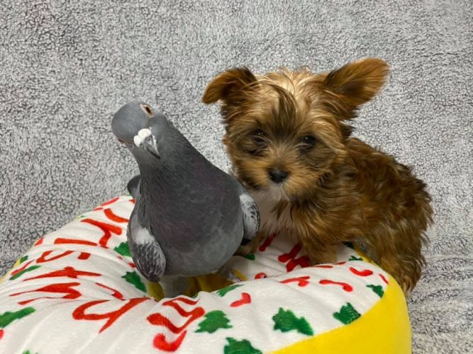 Травмированный голубь подружился с щенками-инвалидами в приюте Травмированный голубь подружился с щенками-инвалидами в приюте