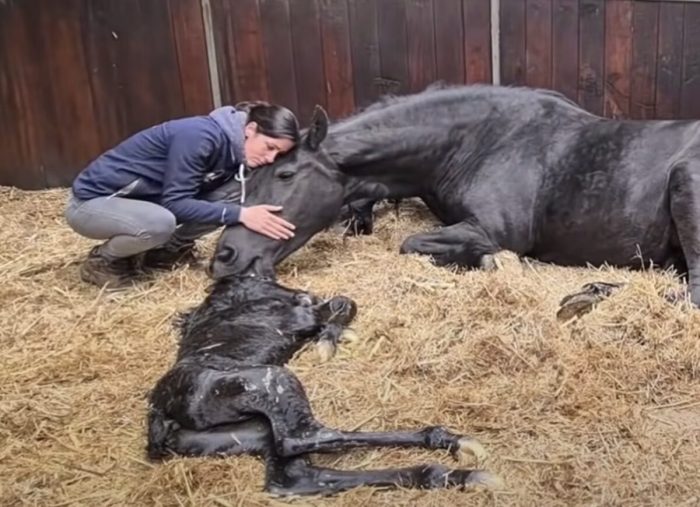 Беременная кобыла, убитая горем после мертворождения, объединилась с жеребёнком-сиротой — её реакция бесценна